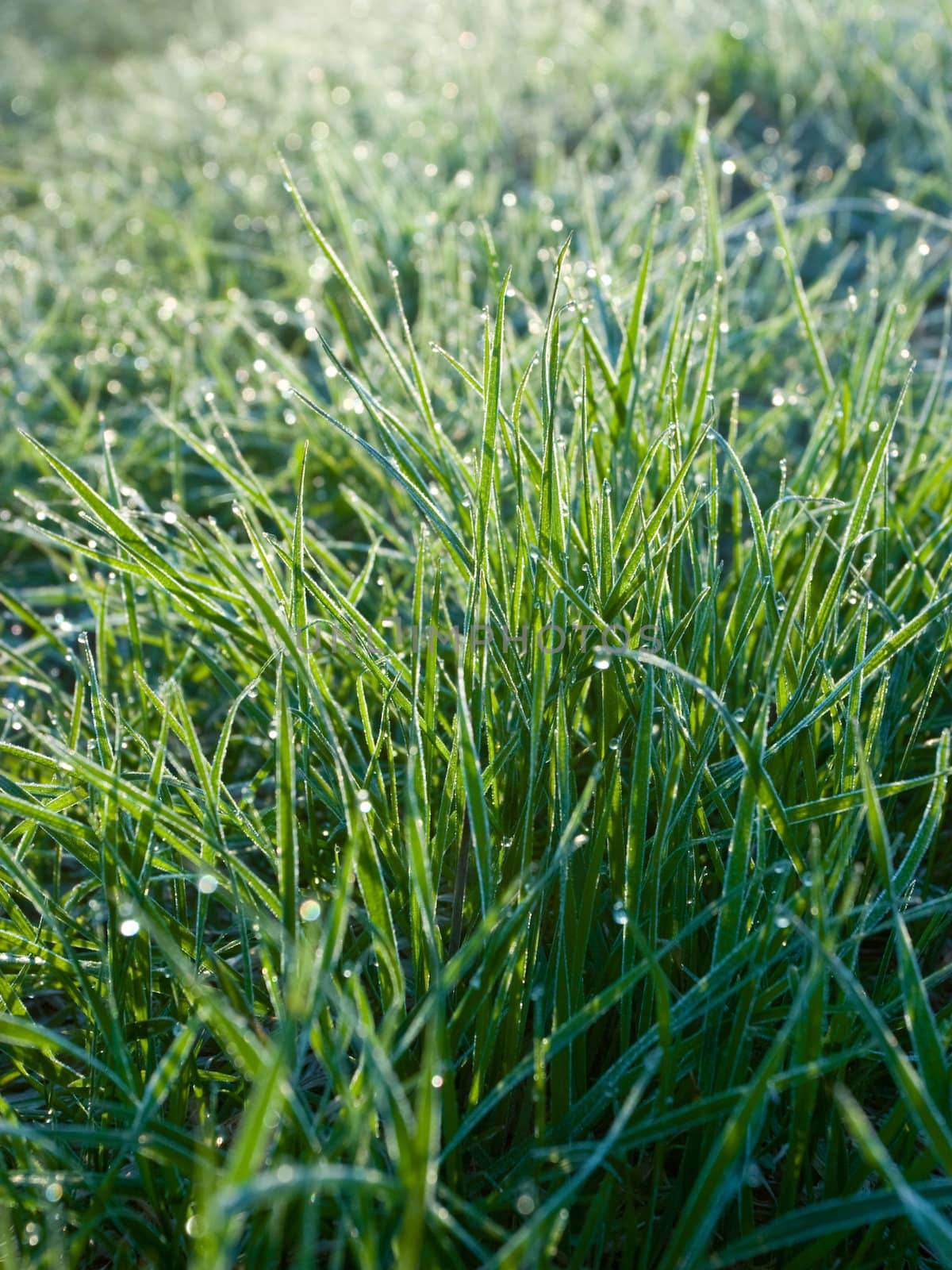 Grass with rime and dew drops in a morning light, selective focus