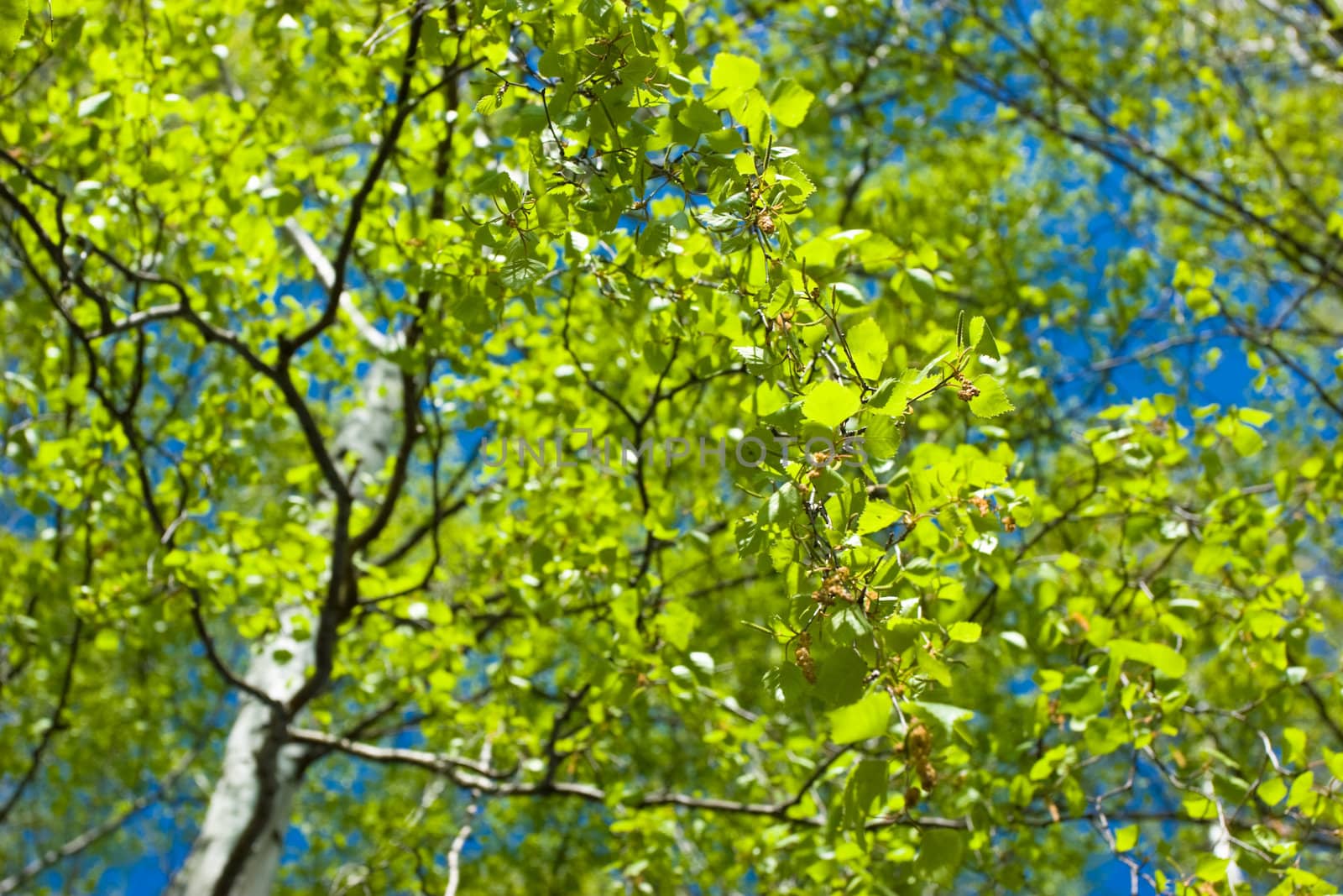 Birch tree at spring by naumoid