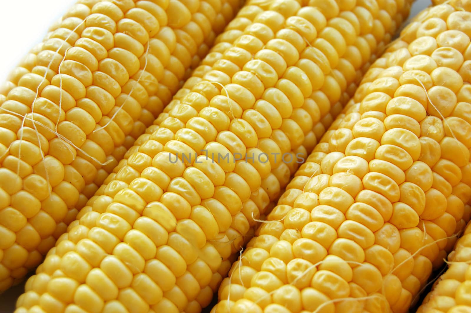 Ears of fresh corn as background