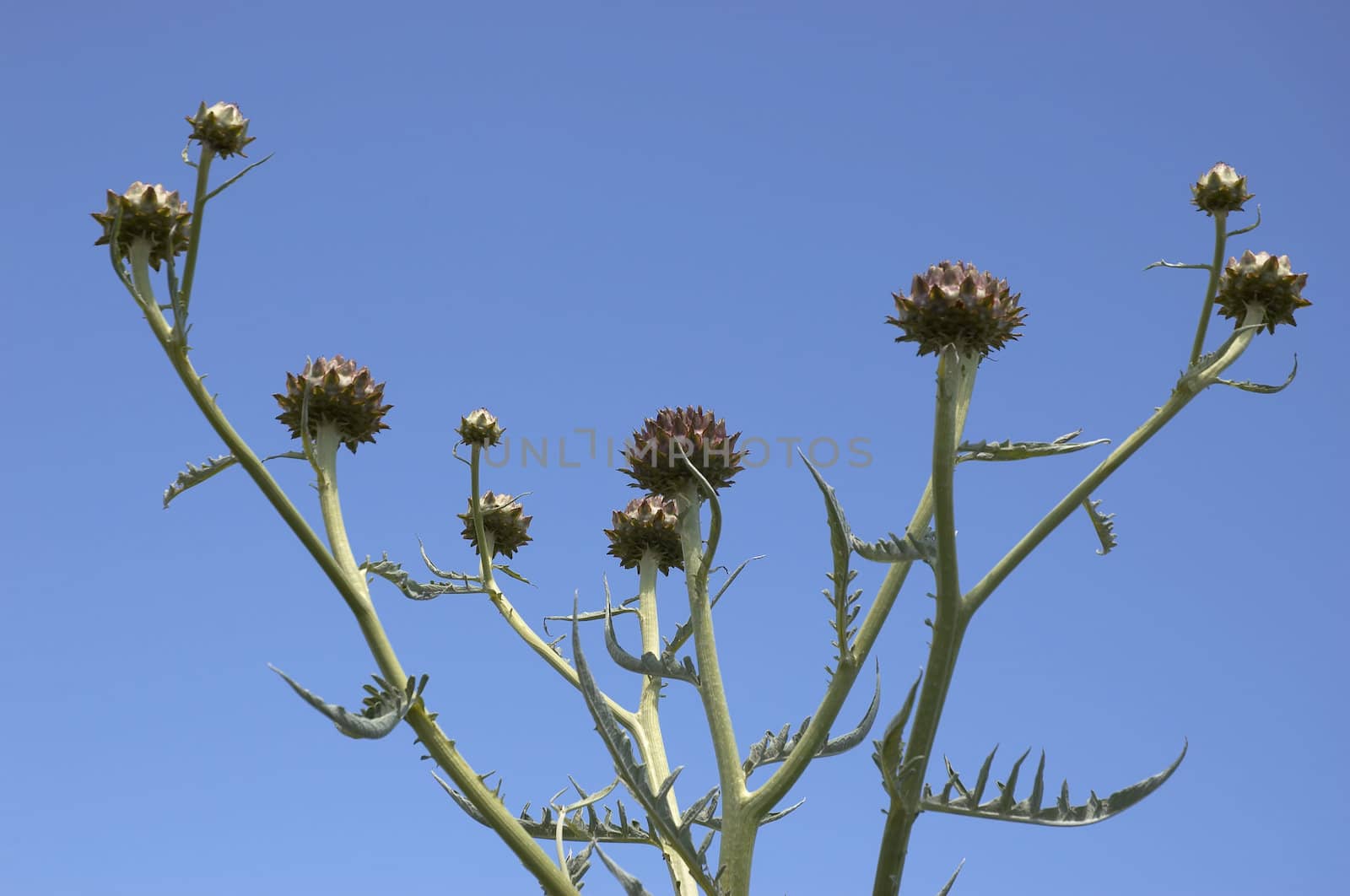 A cardoon with a clear blue sky background