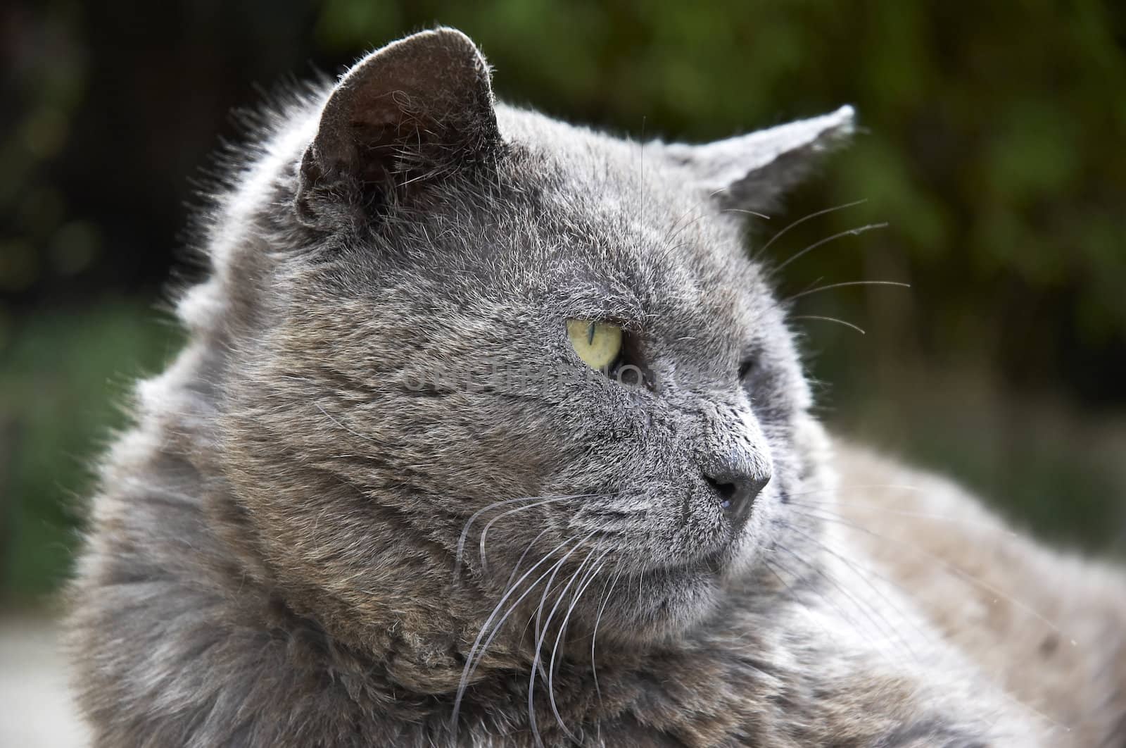 A gray cat laying on the patio