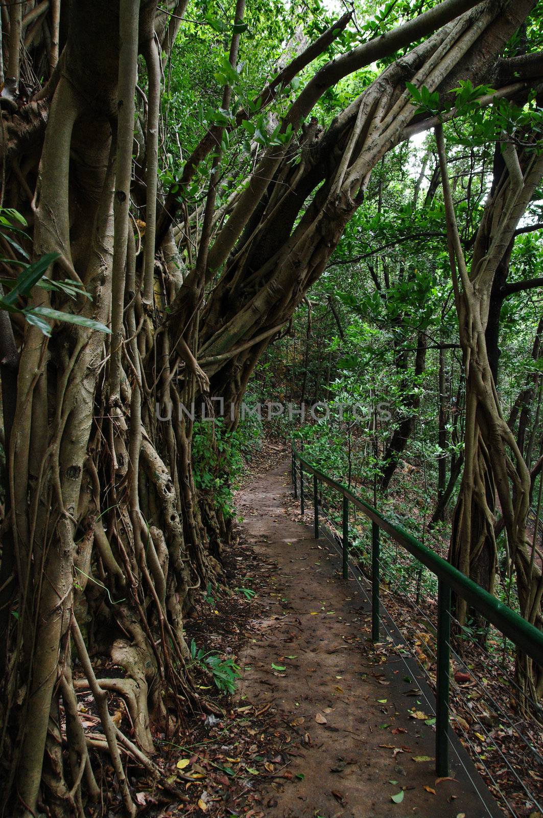 a great image of a path through a rainforest in darwin