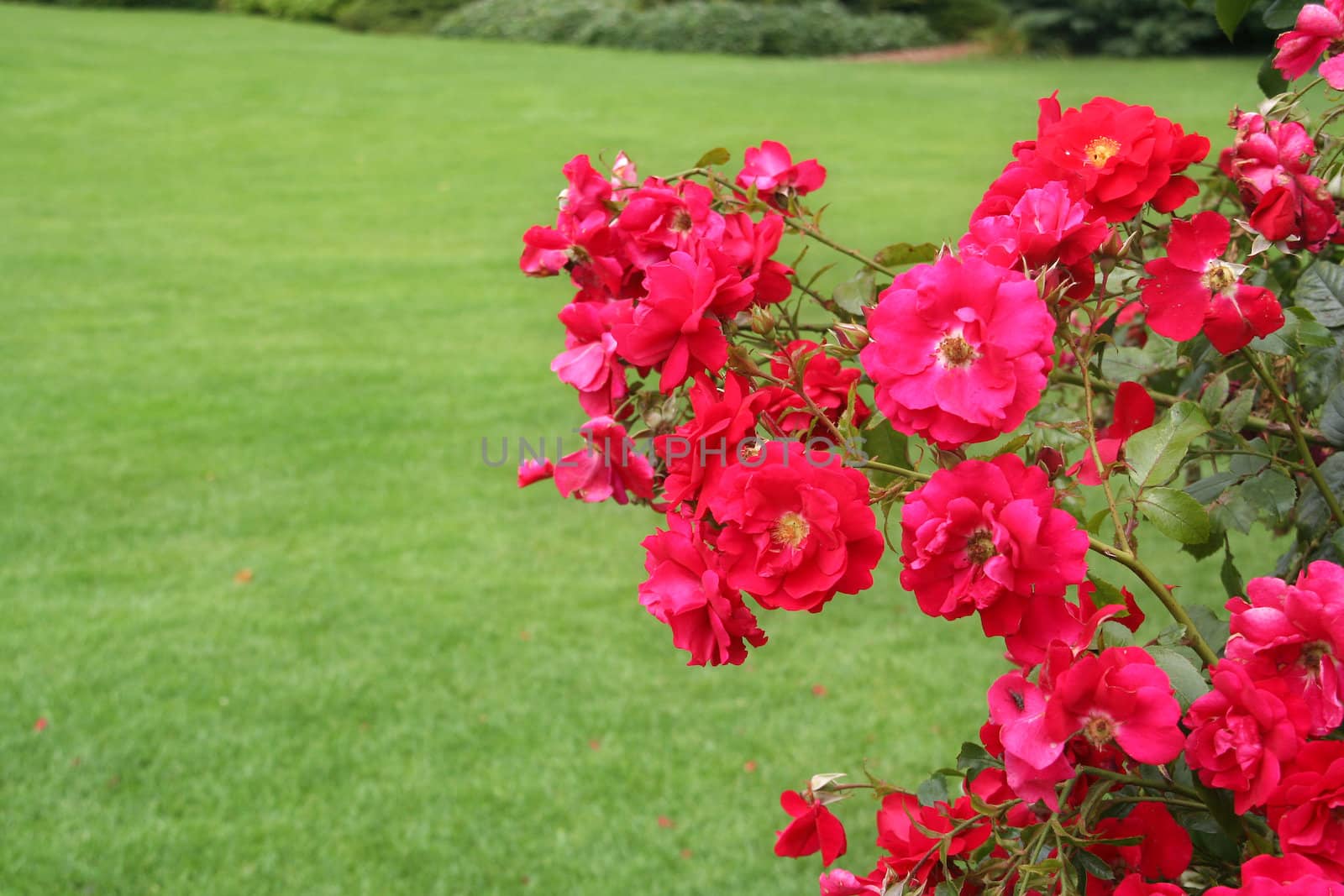 Prize roses in the famous Westbroek Park in The Hague, Holland