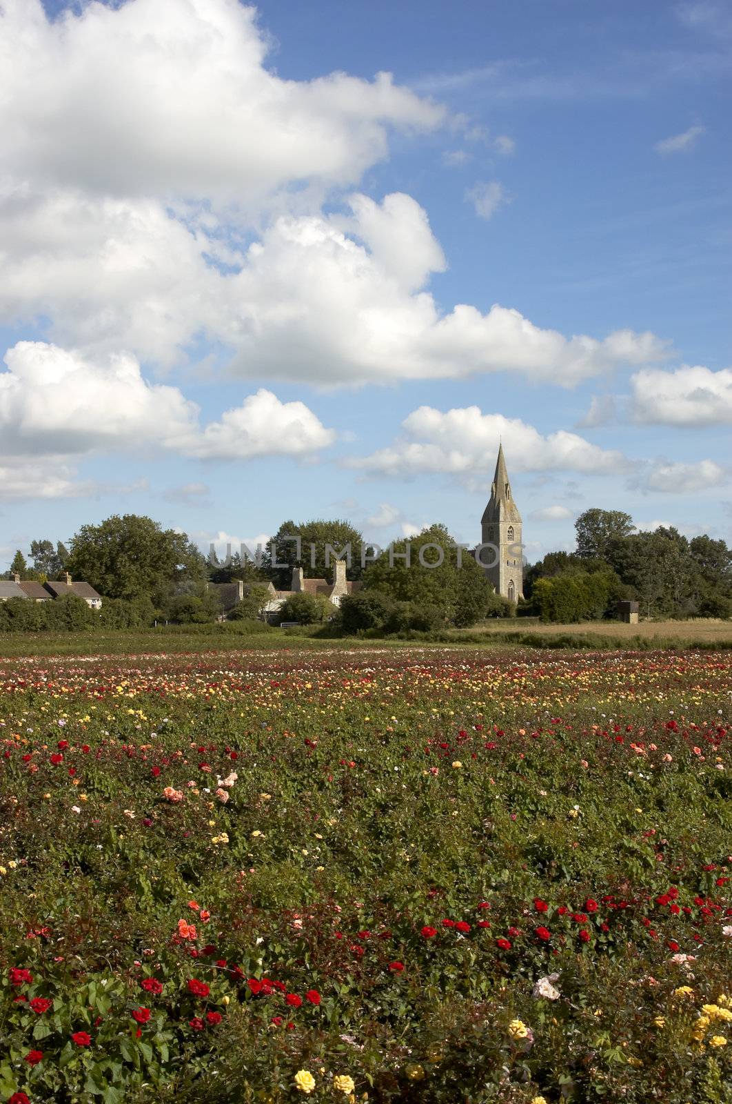 Field of Rose's by mbtaichi