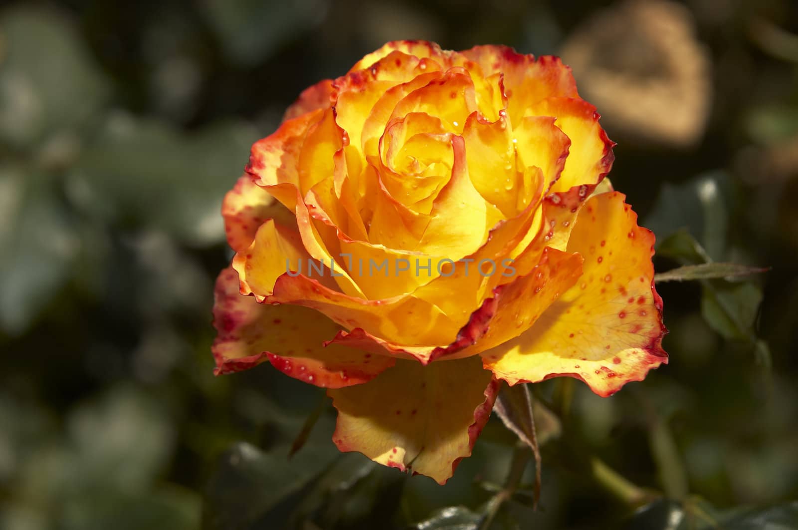 Detail of an orange Rose still on the bush