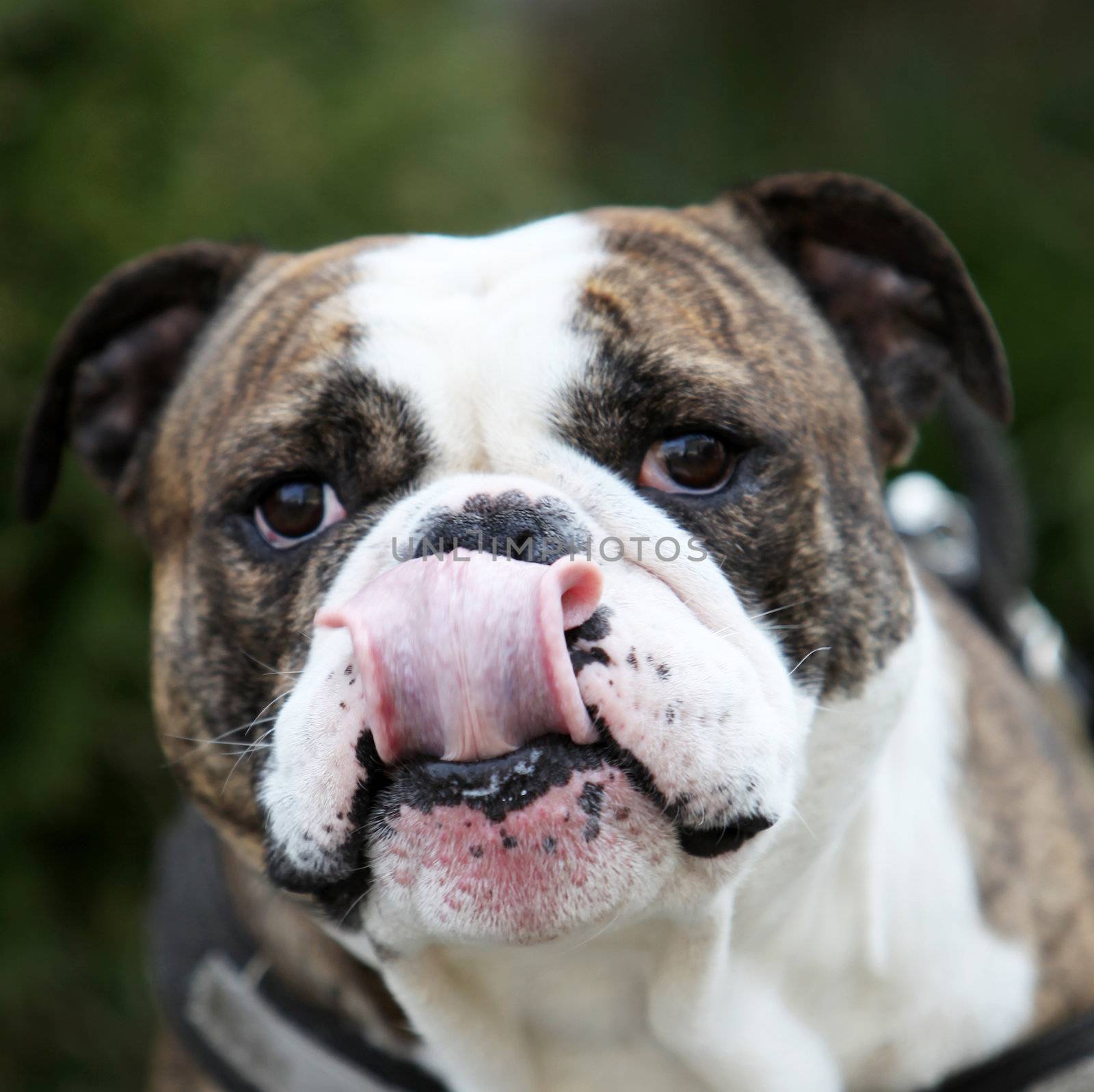 A Bulldog stretched out your tongue - Close-up