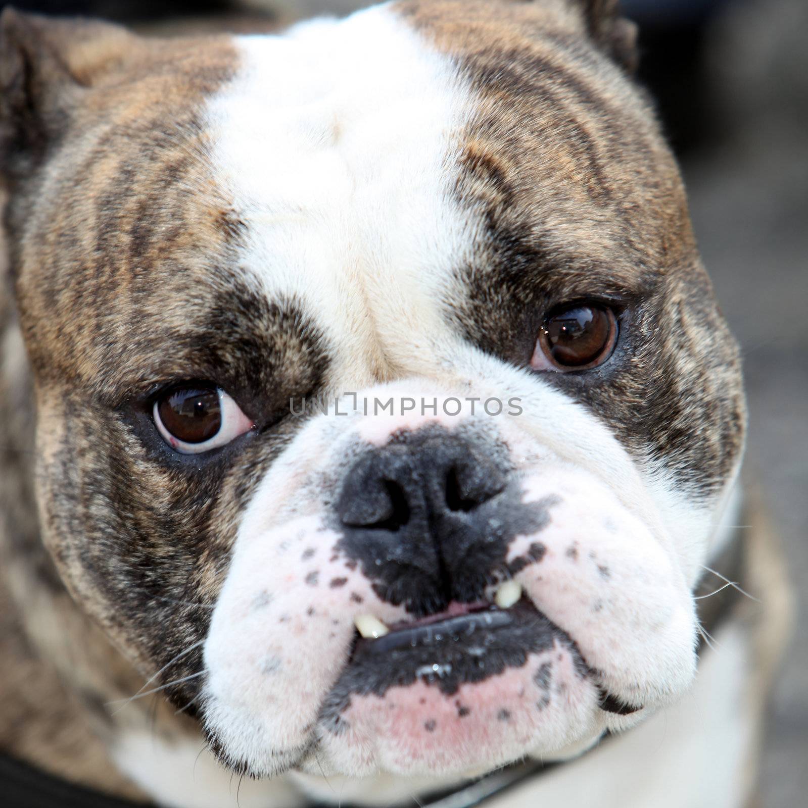 A Bulldog bares its teeth - Close-up