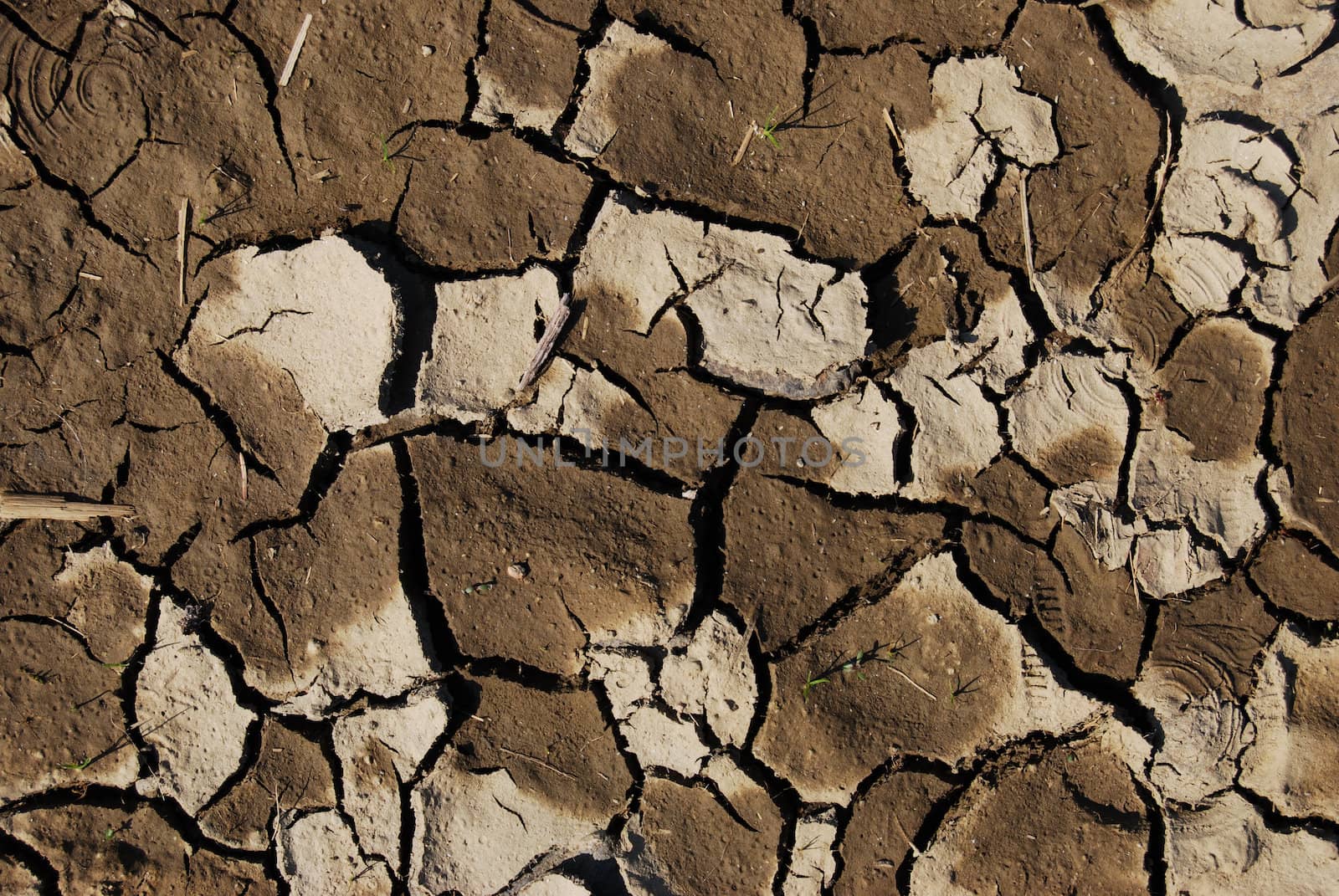 closeup of a dry and cracked patch of earth
