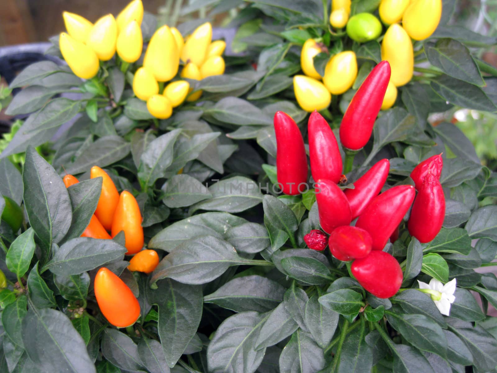 a chili plant with red, yellow, orange color