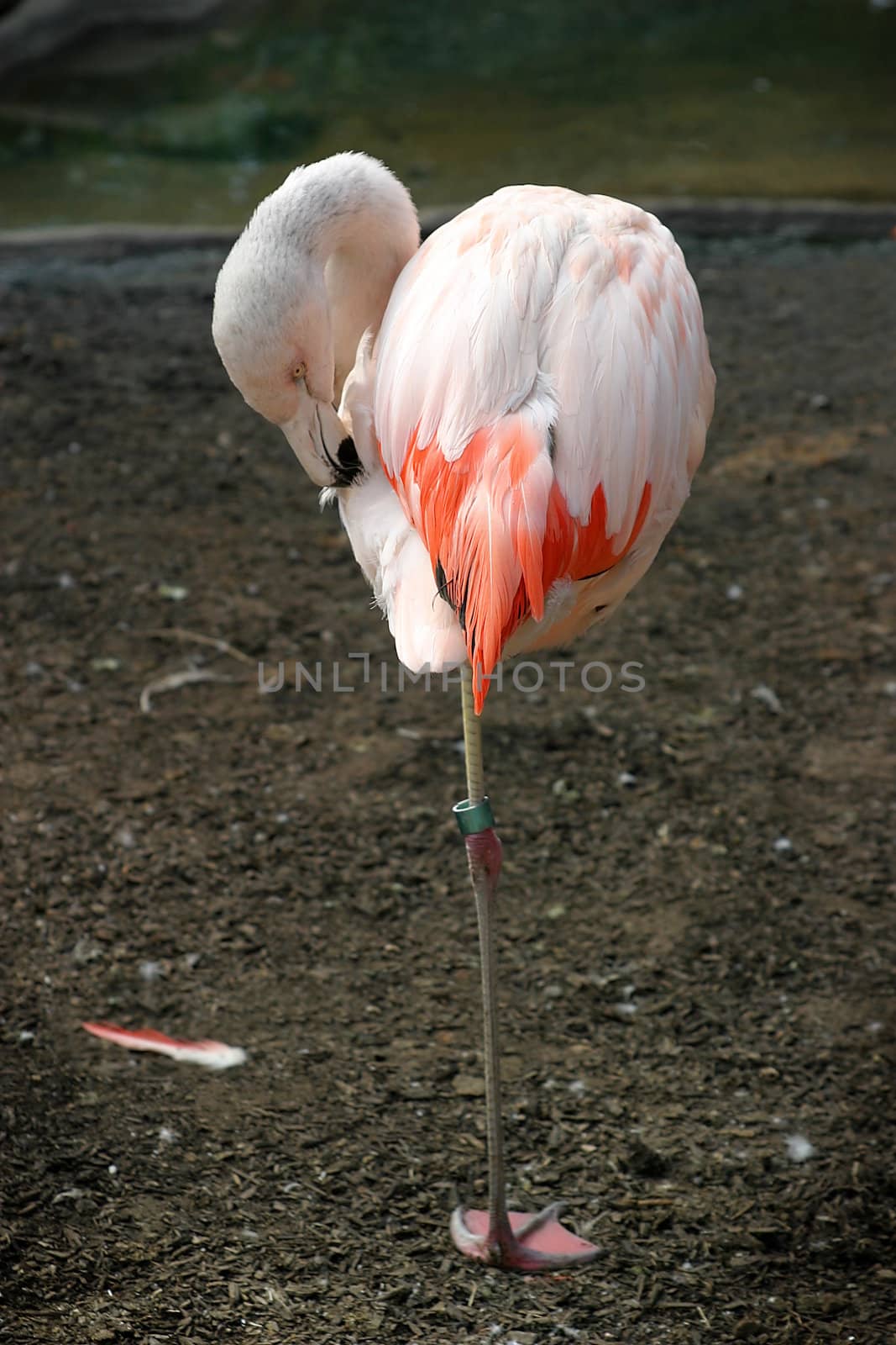 Chilean Flamingo by hlehnerer