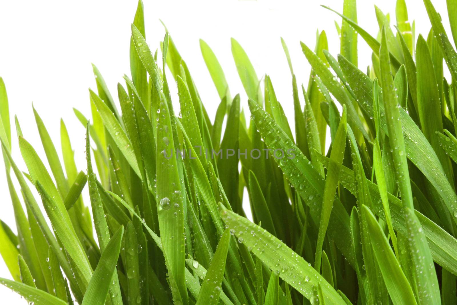 Wheatgrass against a white background