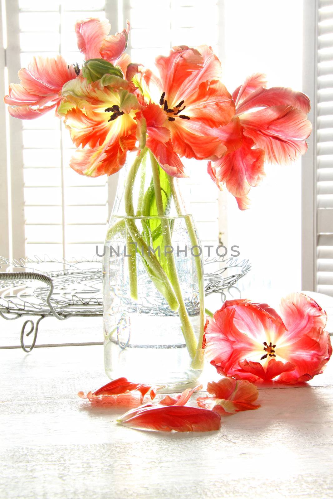 Beautiful tulips in old milk bottle in front of a sunny window