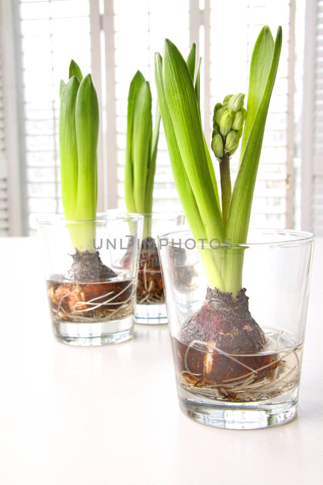 Spring hyacinth bulbs in glass containers on table