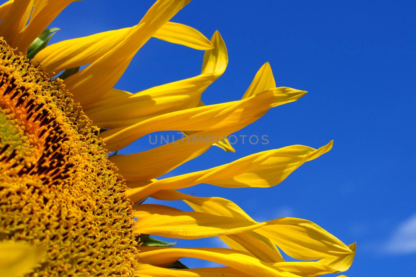 fragment of bright yellow sunflower close-up