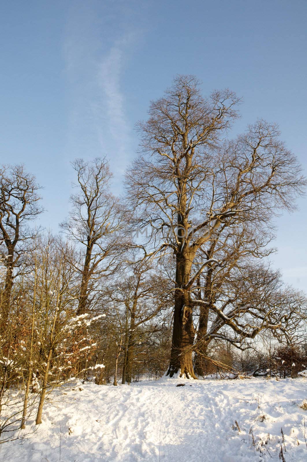 A view of a park covered in snow on the ground and trees