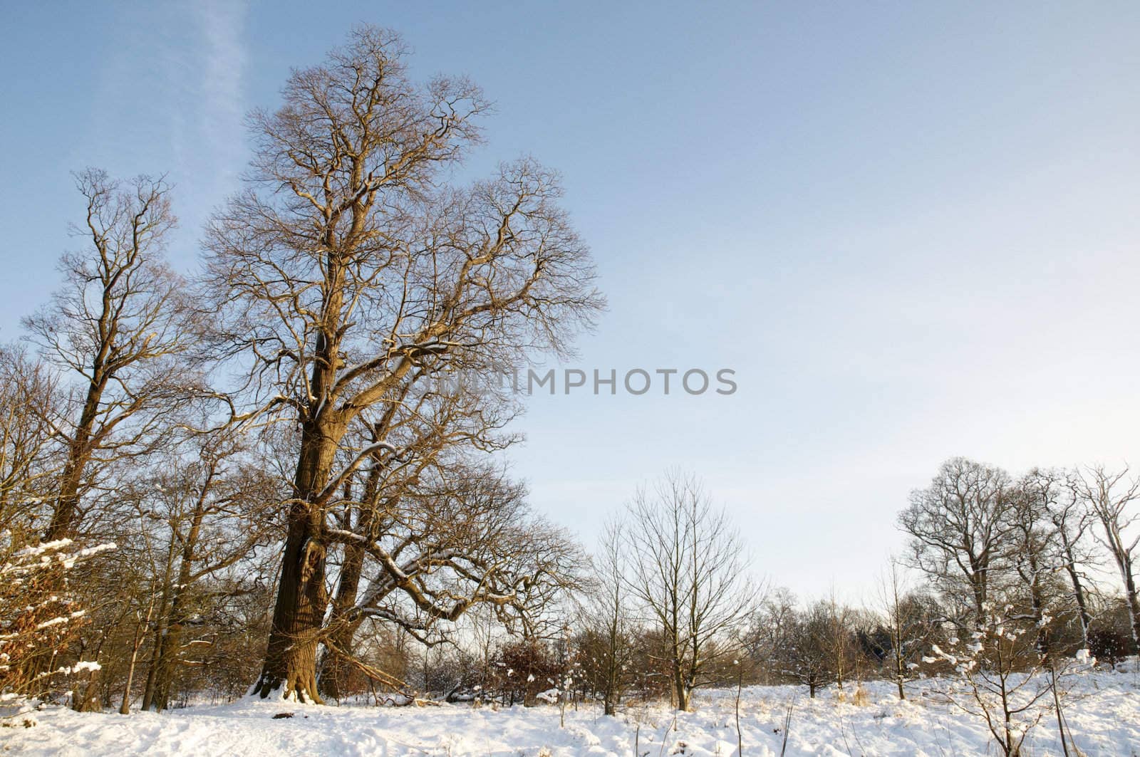 A view of a park covered in snow on the ground and trees