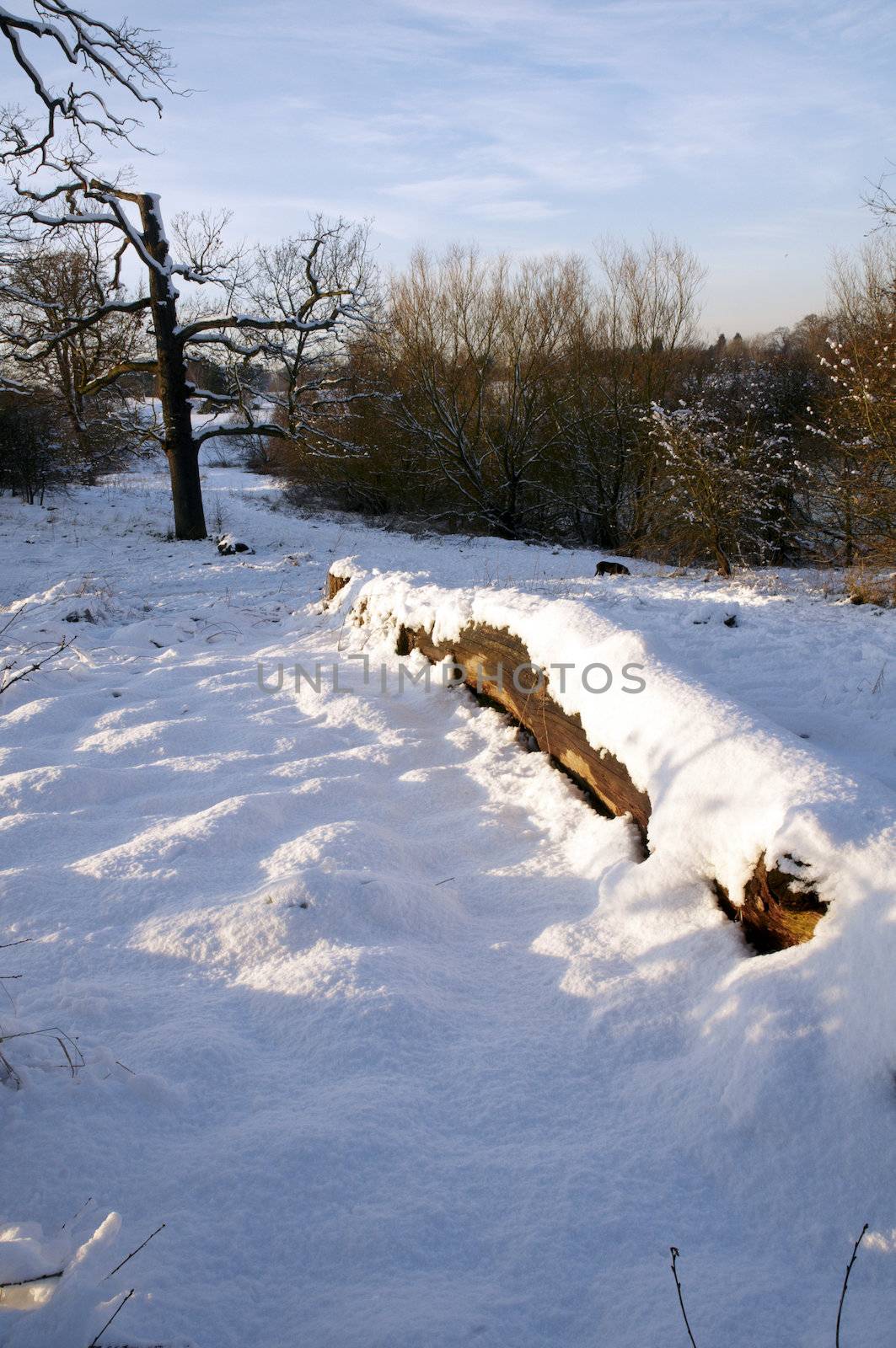 A fallen tree trunk covered in snow