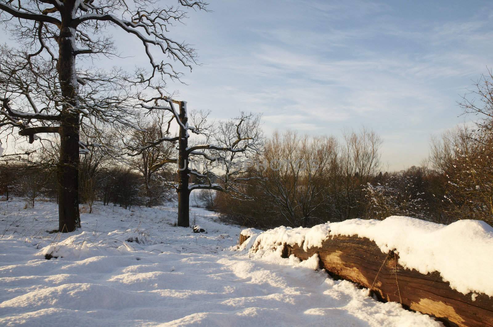 A fallen tree trunk covered in snow