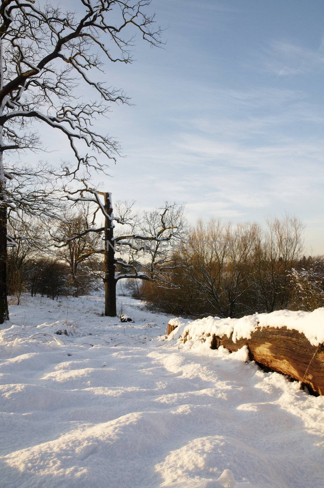 A fallen tree trunk covered in snow