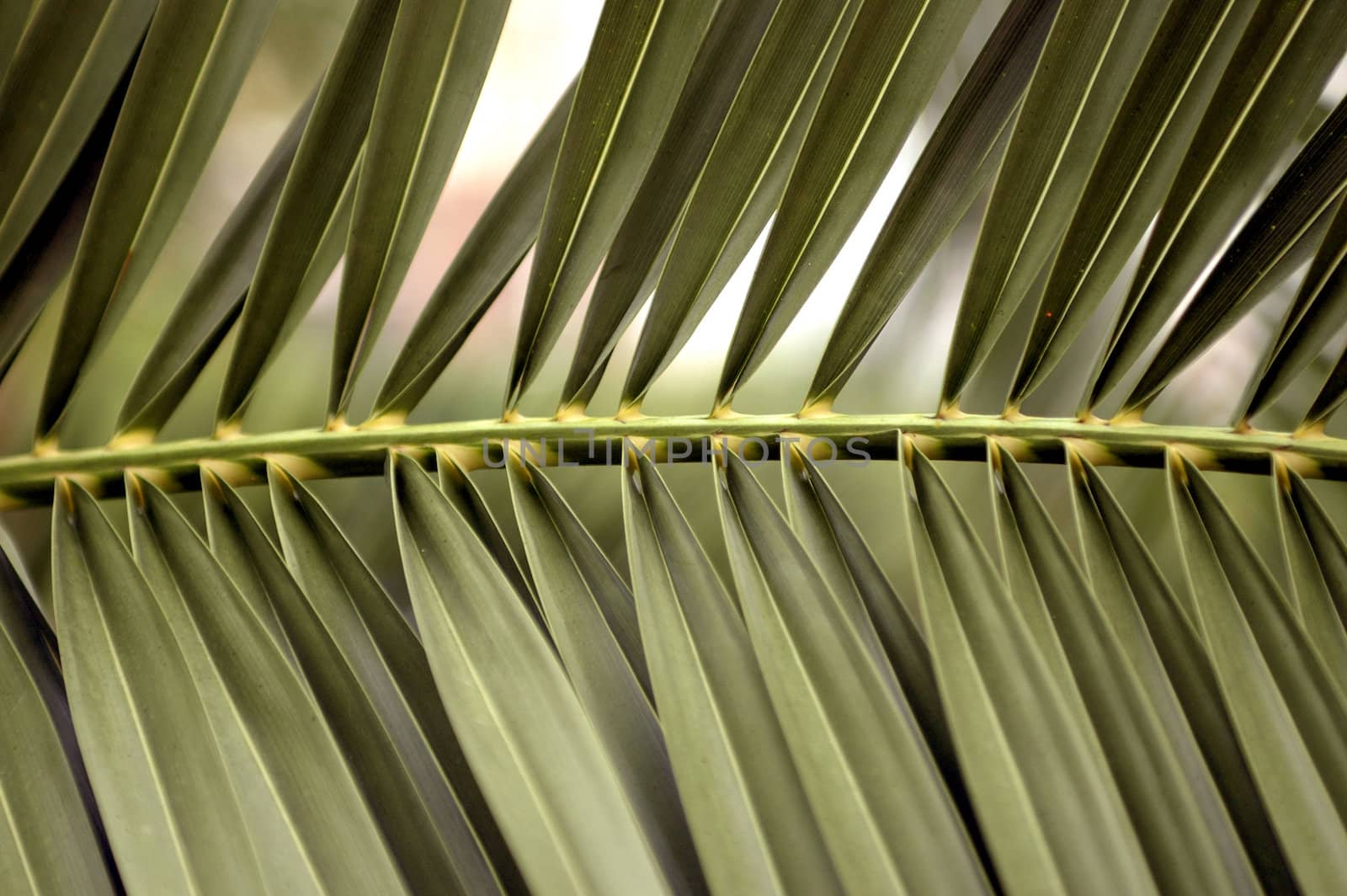 Leafs in row from green palm, perfectly simetrical.