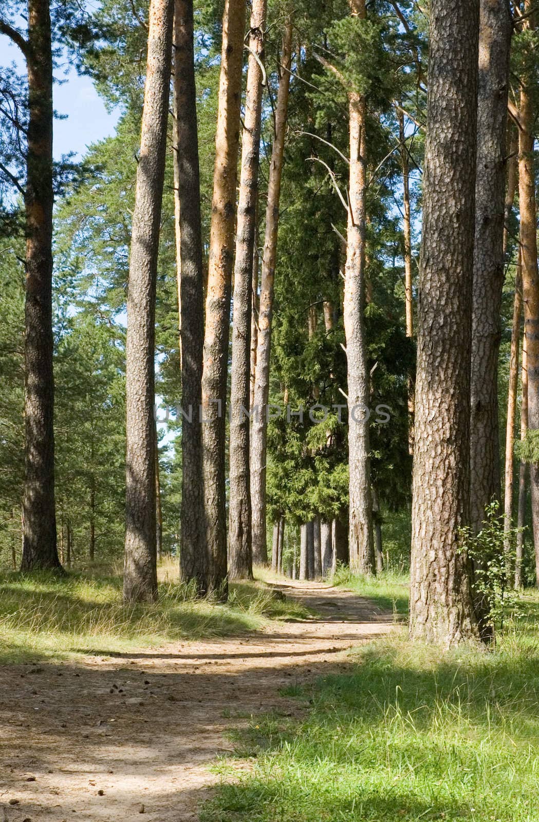 Footpath in a pine summer wood