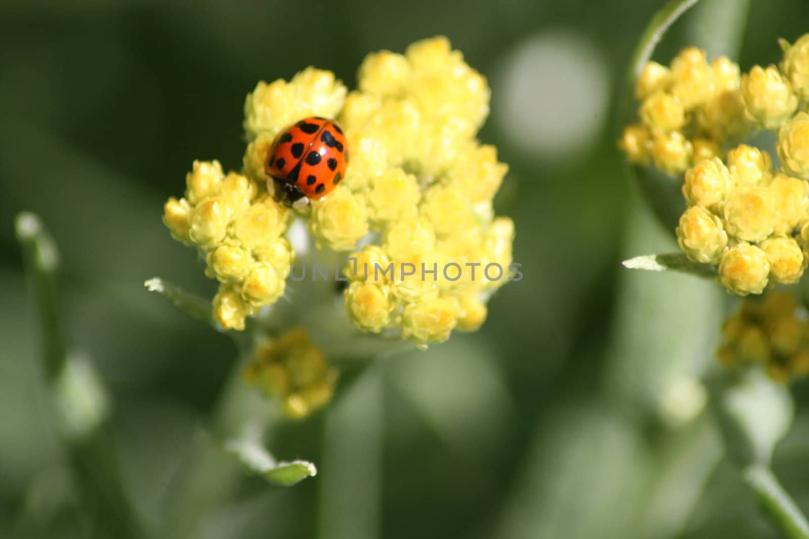 A Harmonia axyridis (Harlequin lady beetle) on a yellow flower