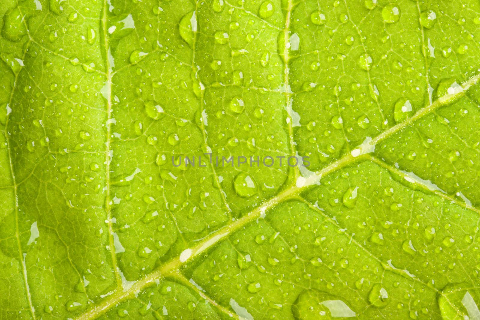 Green leaf with water droplets macro