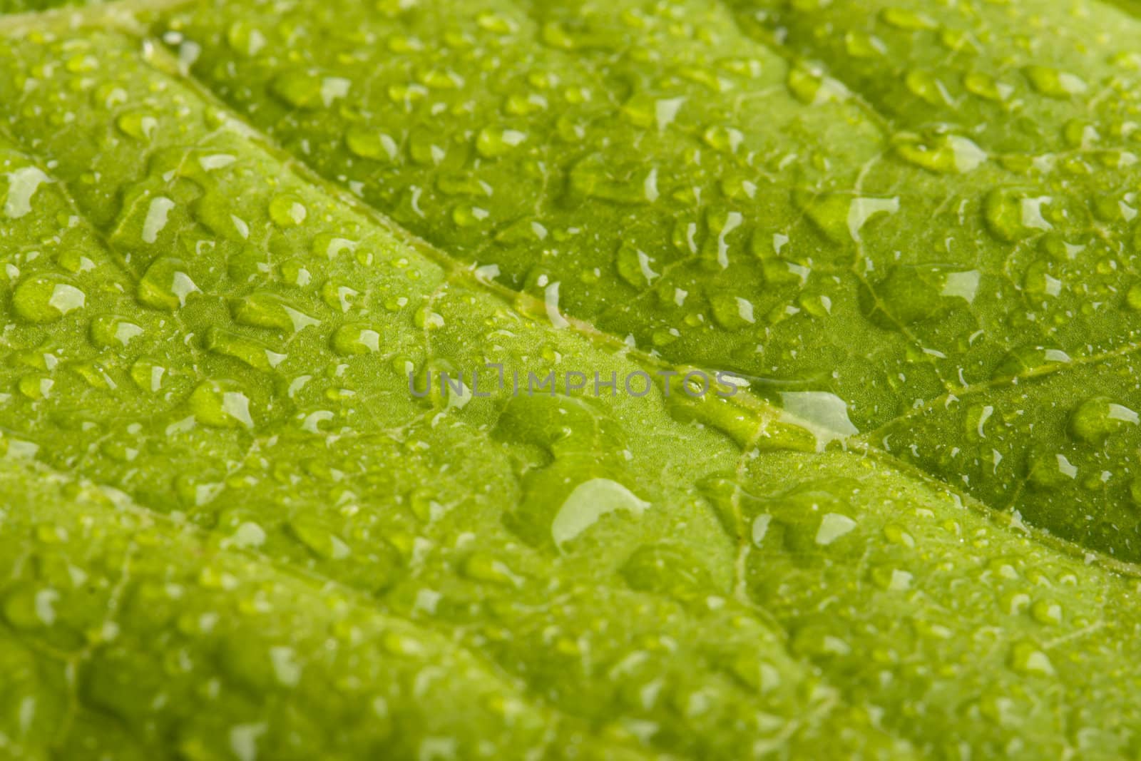 Green leaf with water droplets - shallow DOF