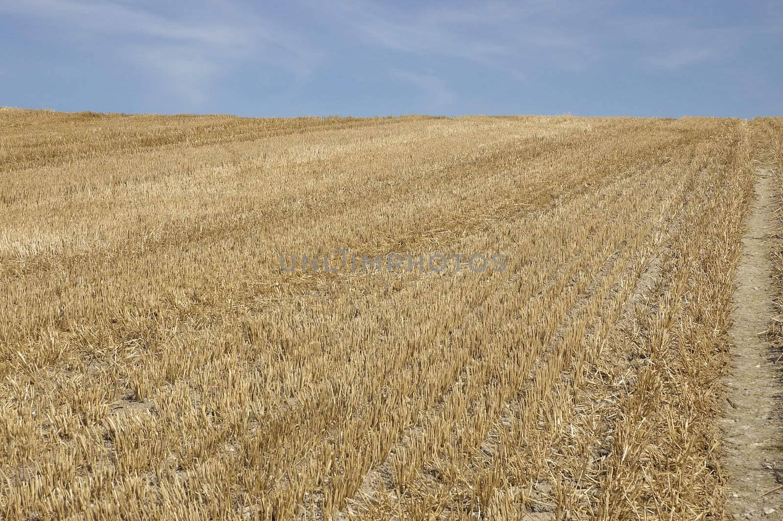 summer landscape with hay bales and deep blue skyscape