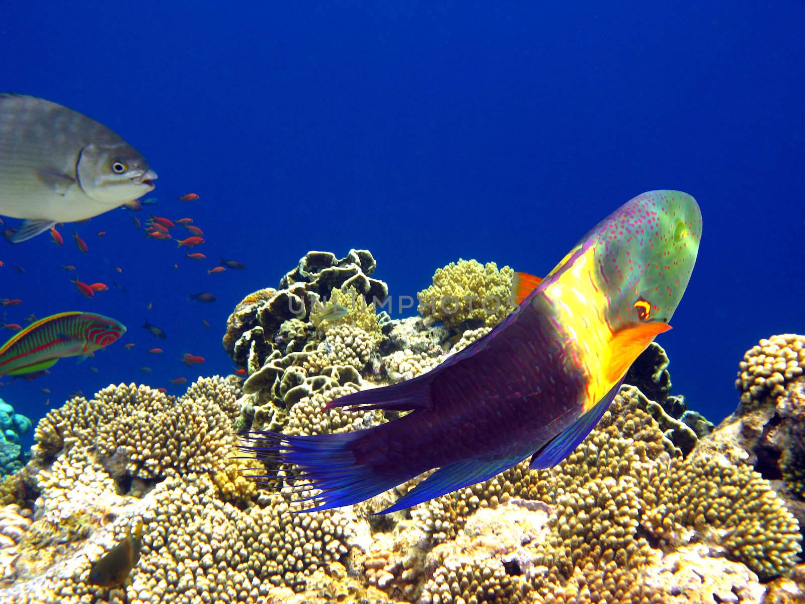 Tropical fishes and coral reef in Red sea