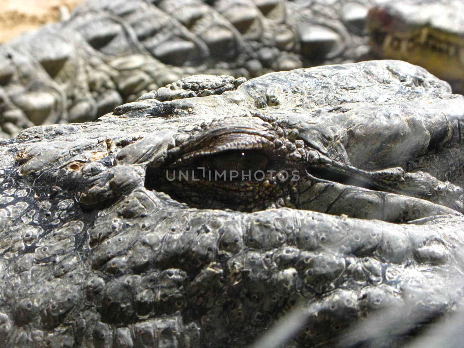 crocodile eyes