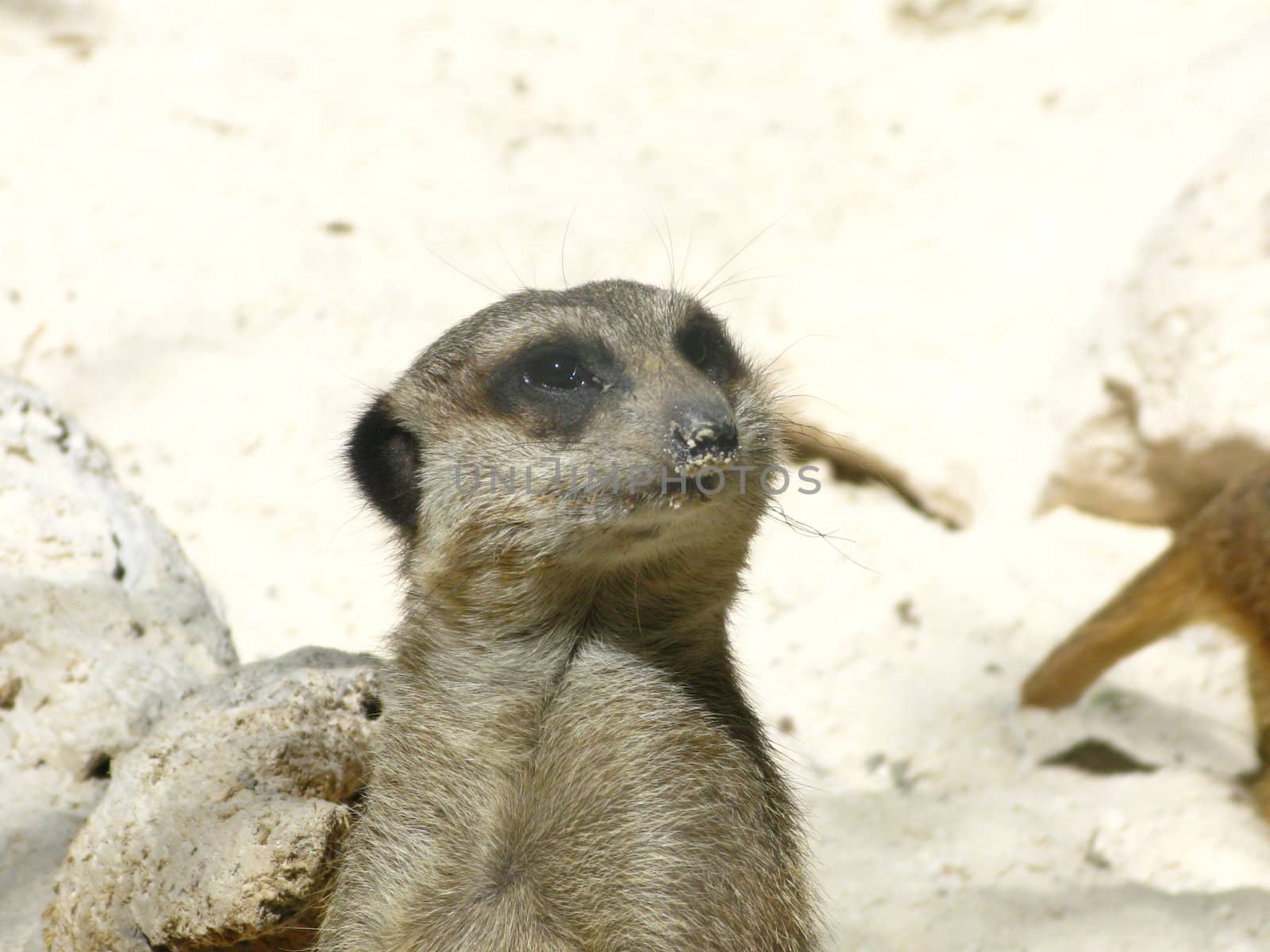 meerkat