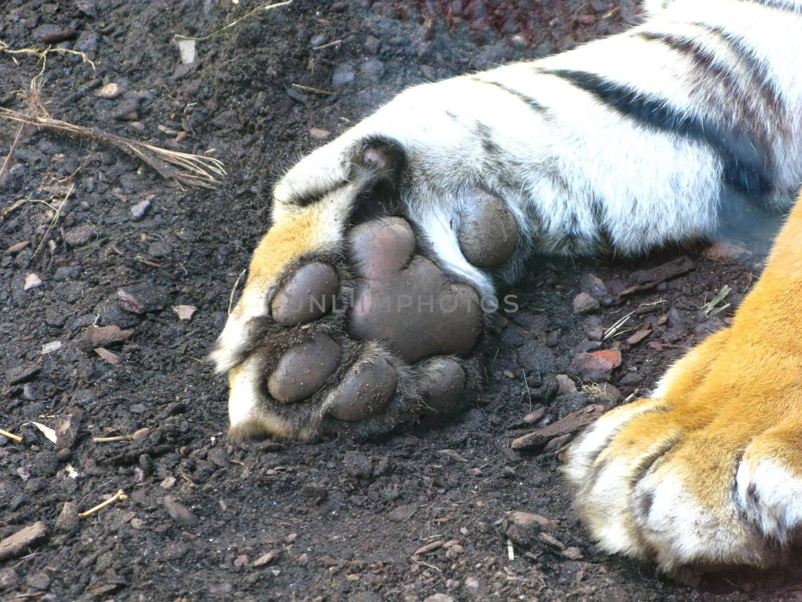 tiger paw