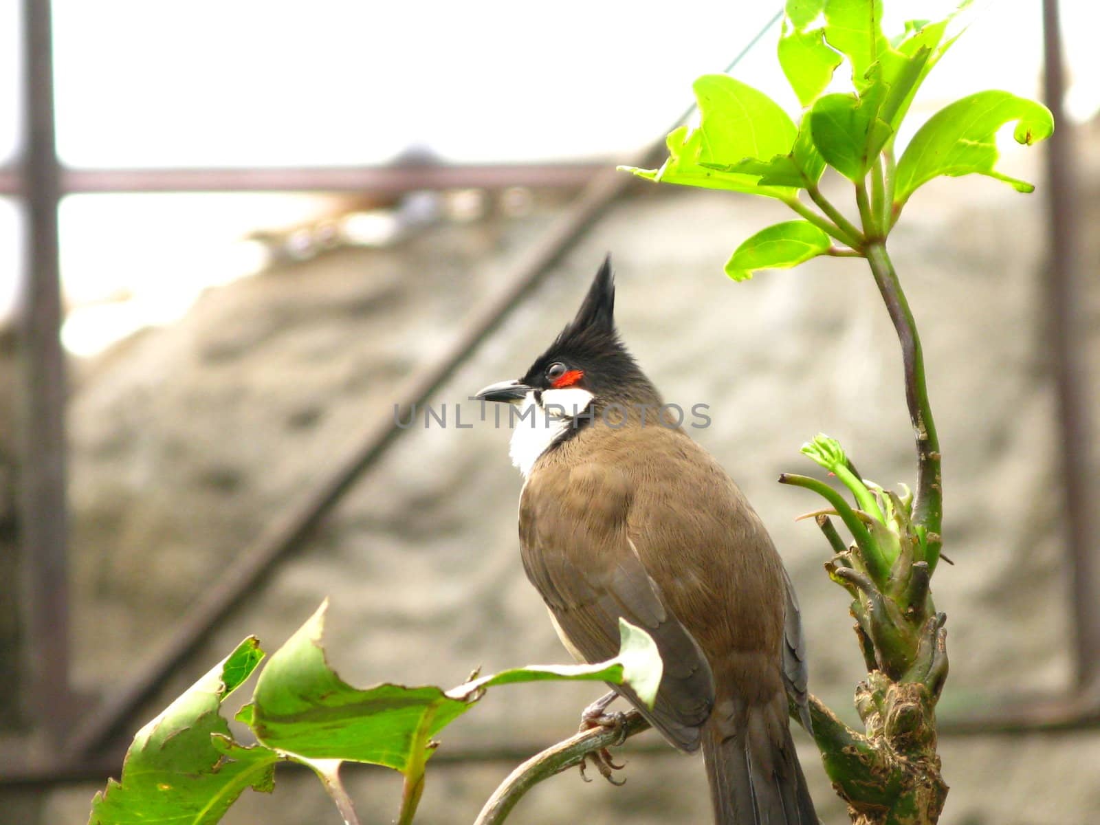 exotic bird