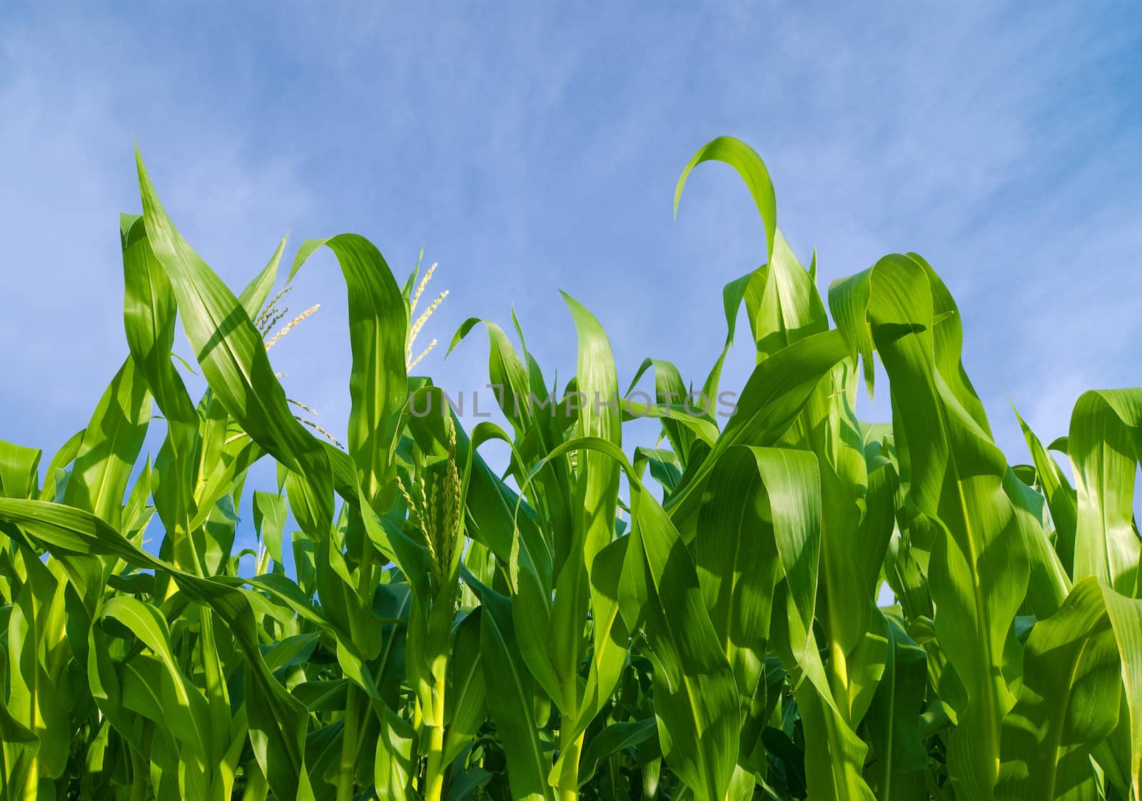 Corn Field by maxkrasnov