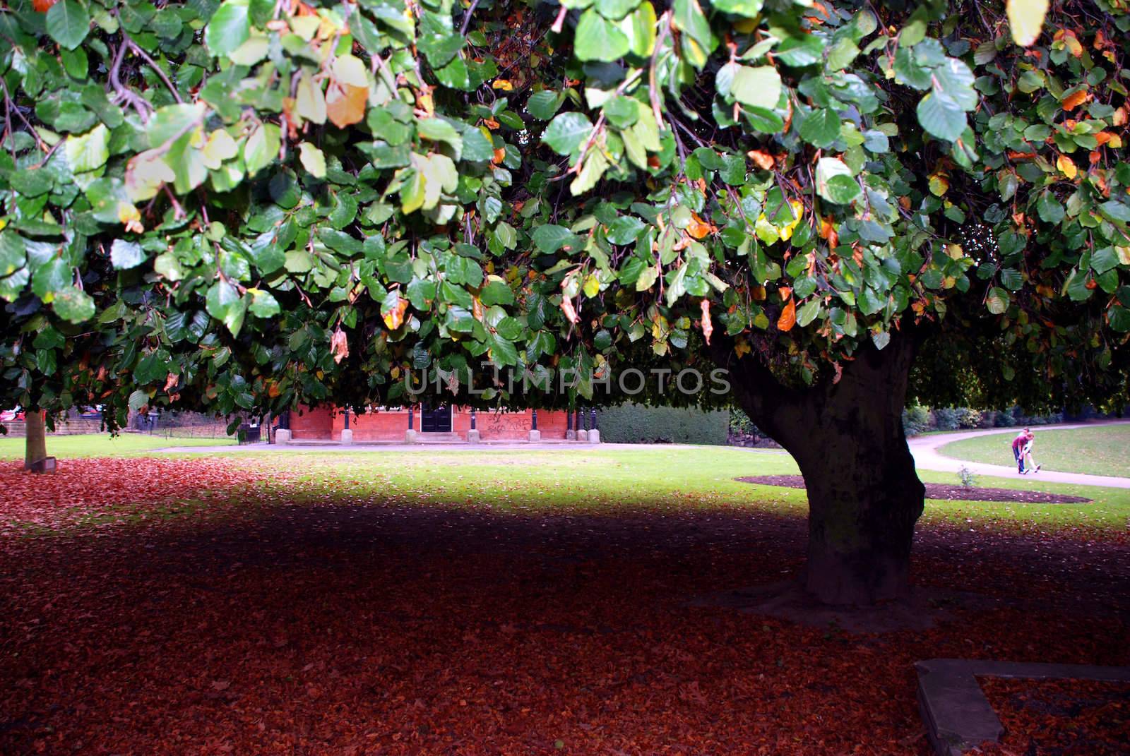 A photograph of a large tree in a park in Sheffield, England, with the floor covered in autumn leaves