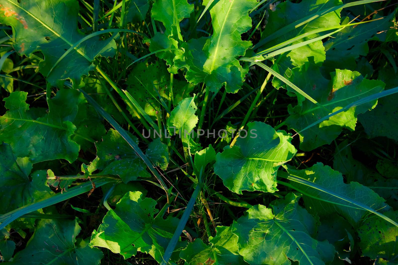 Green foliage of a summer plant. Background