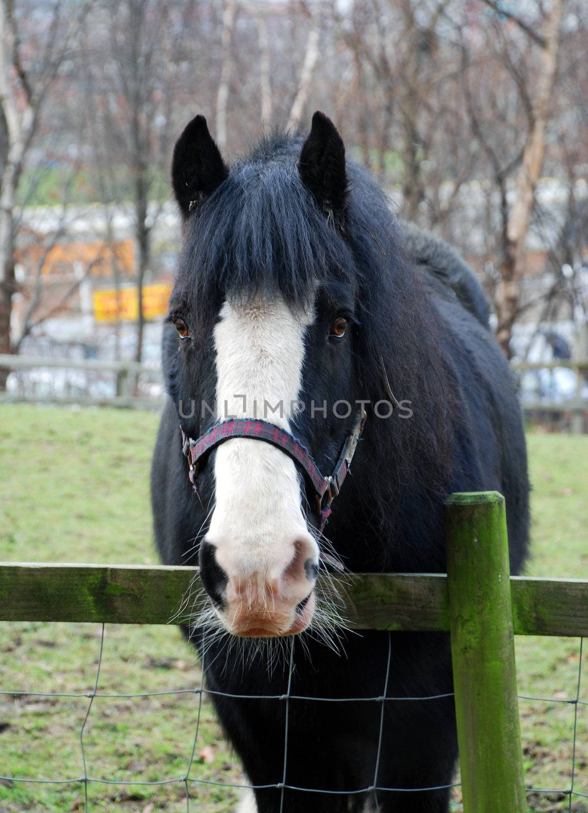 A photograph of a black and white horse behind a fence with a bridle and whiskers