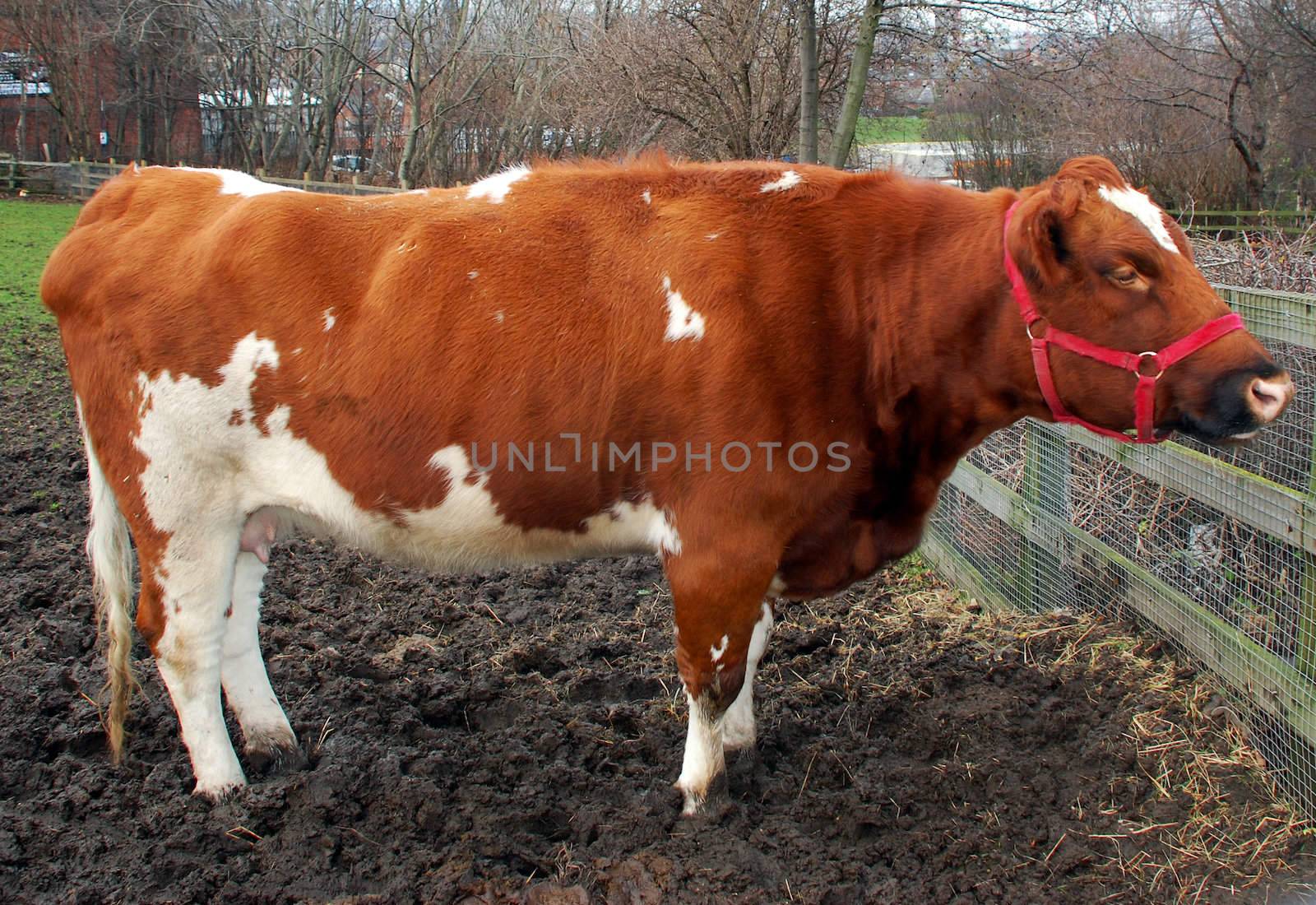 Female Cow in Mud by pwillitts