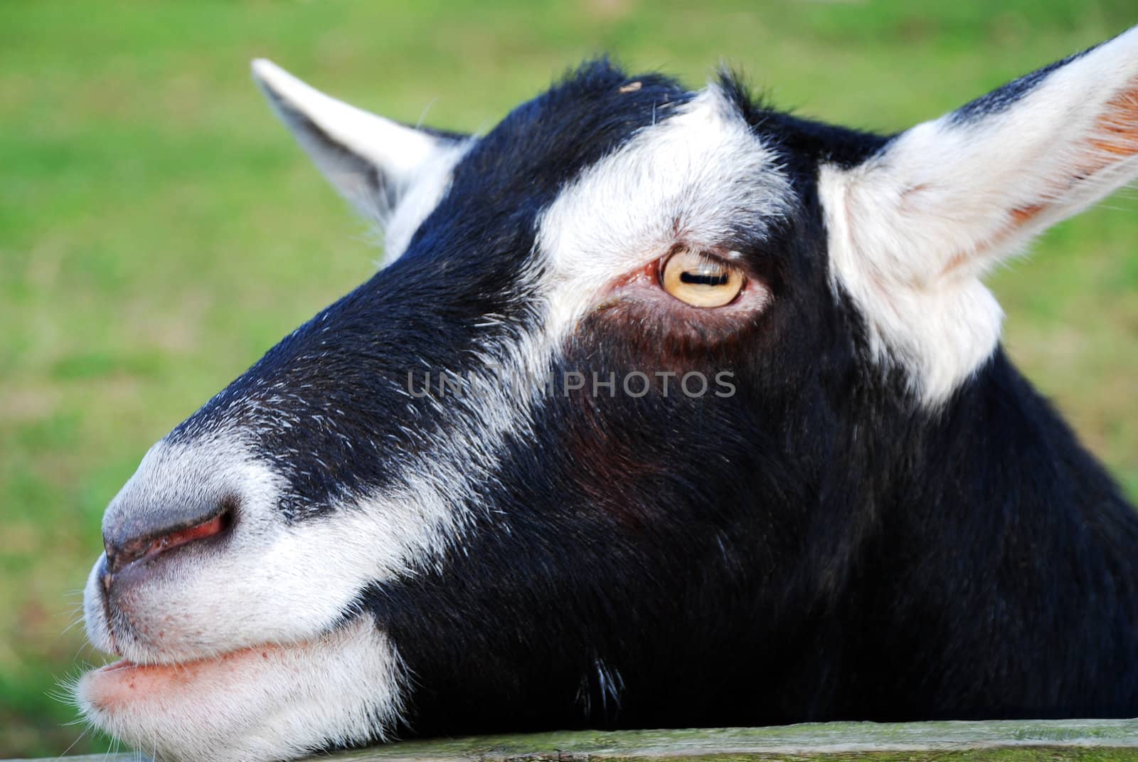 A photograph of the head and face of a goat leaning on a fence