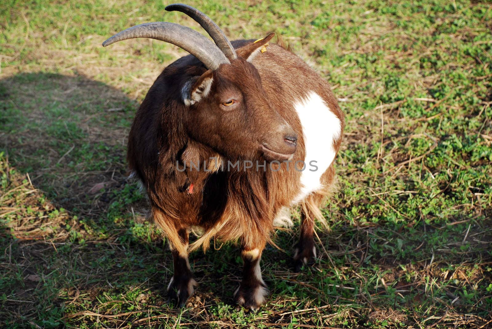 A photograph of a goat with very large horns