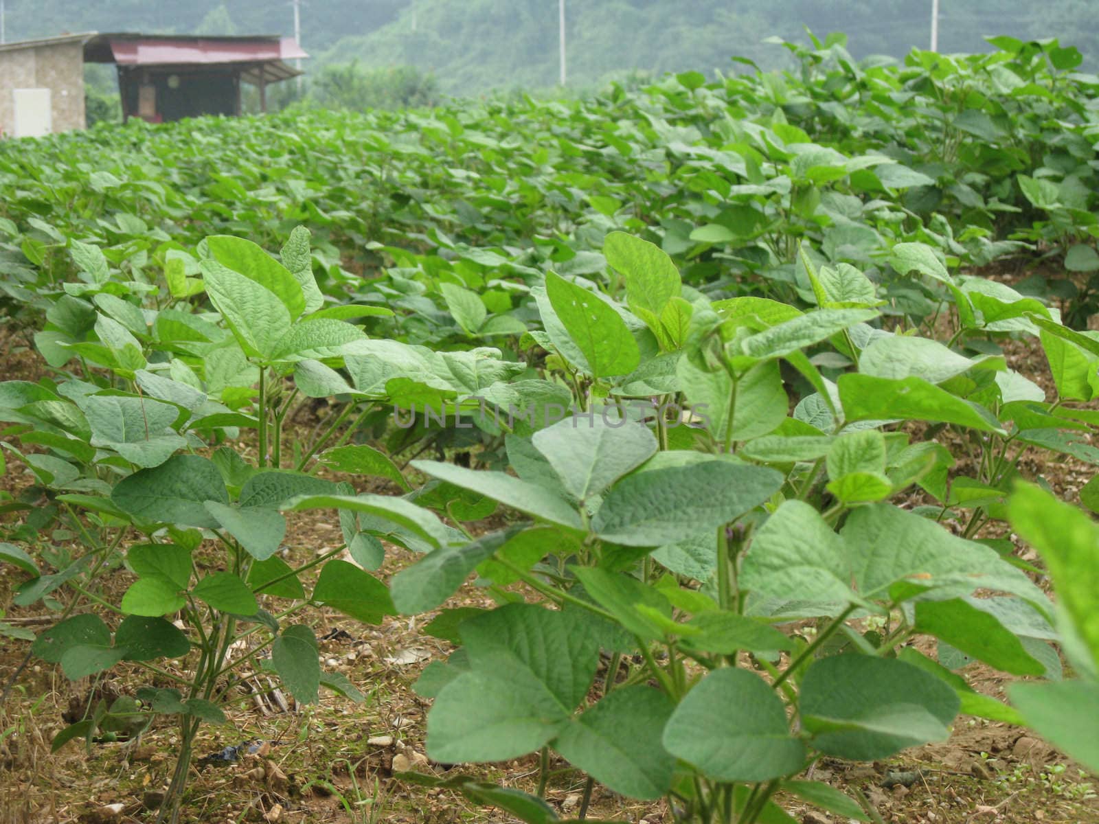 a vegetable farm in korea