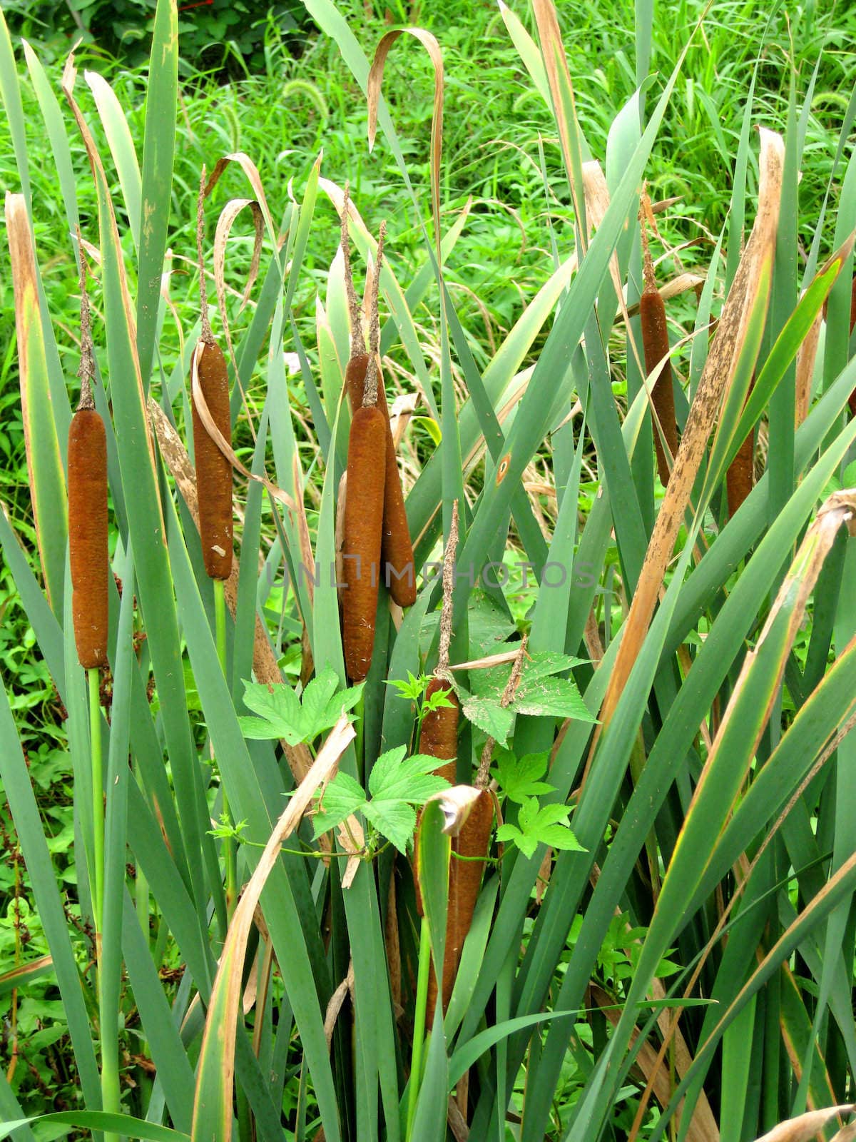 a botany of reeds