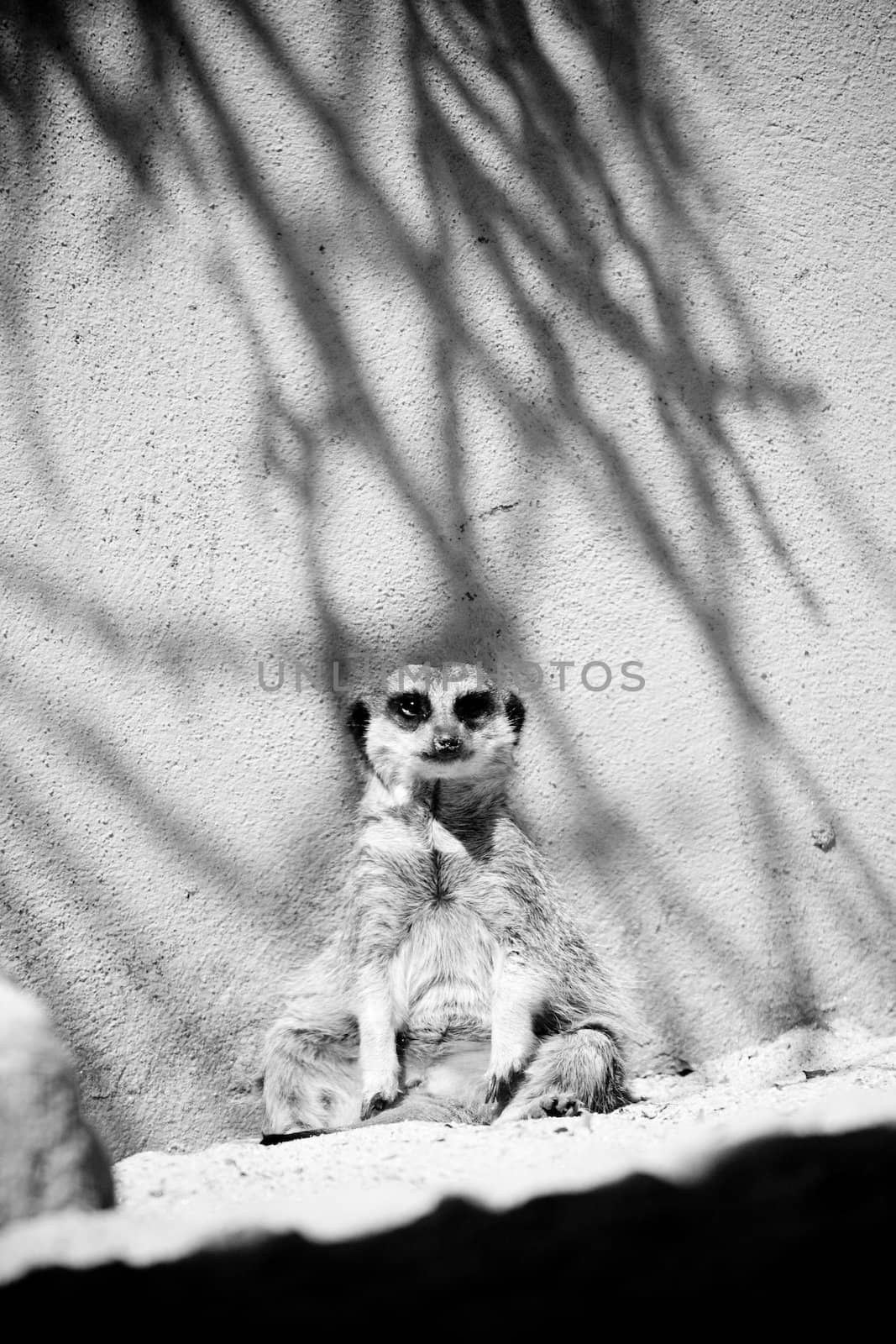 Lonely Meerkat sitting up against a wall in the zoo