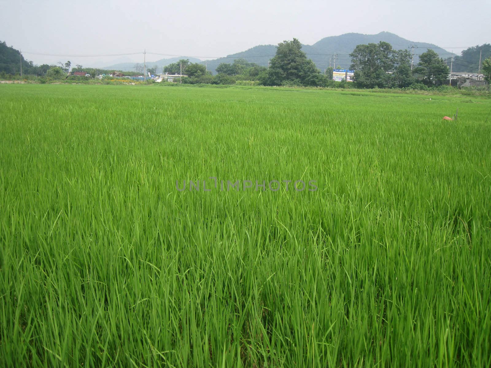a rice field in seoul, korea