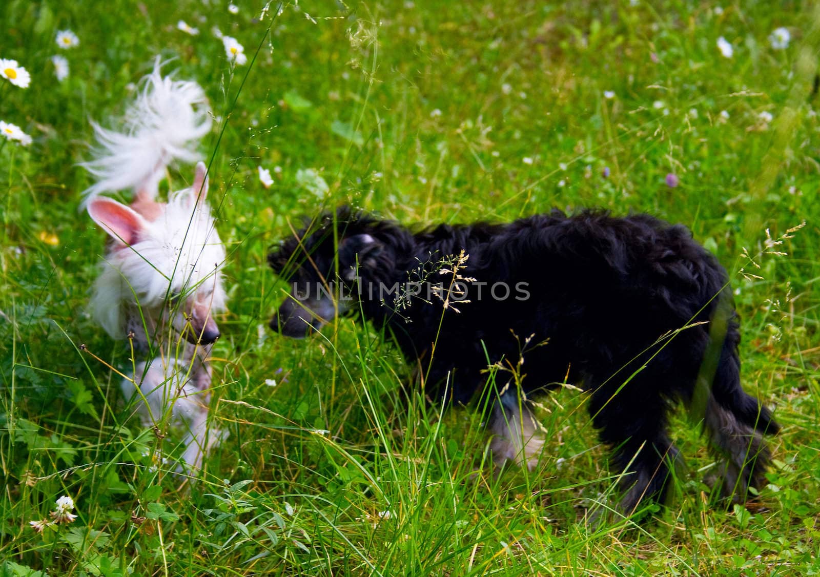 black and white puppies of breed Chinese Crested Dog play on green grass