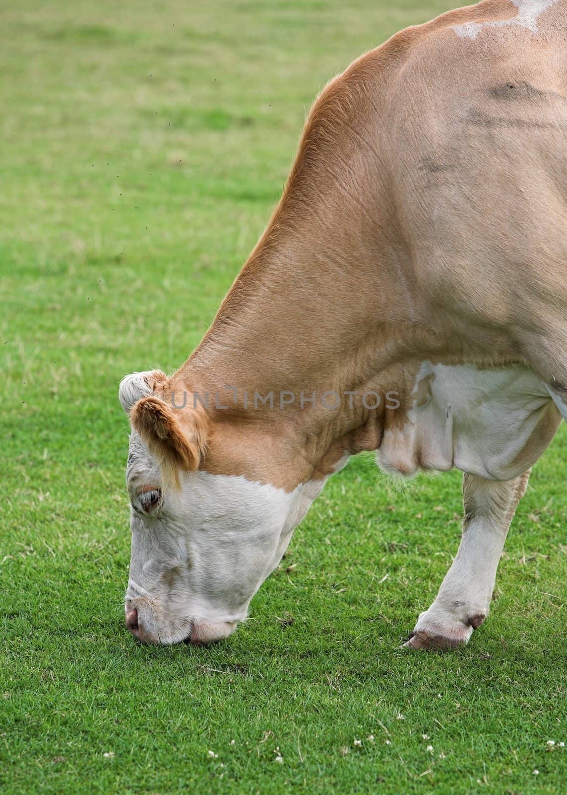 Cow Grazing by grandaded
