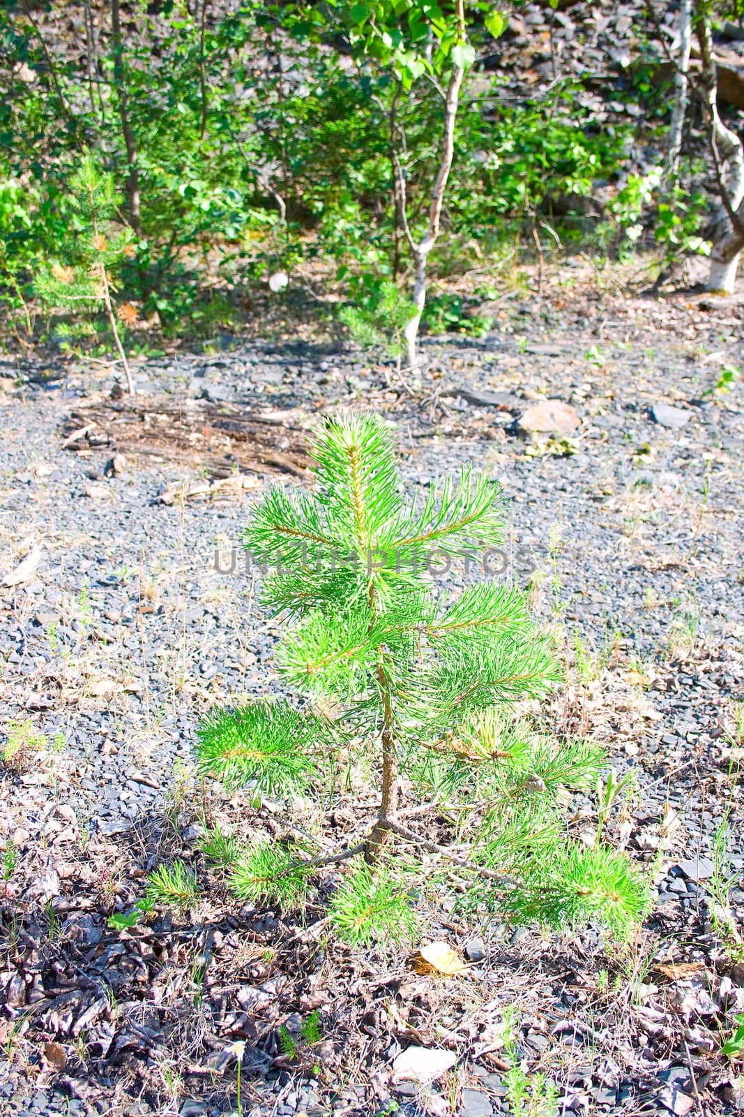 The young pine grows on stony soil