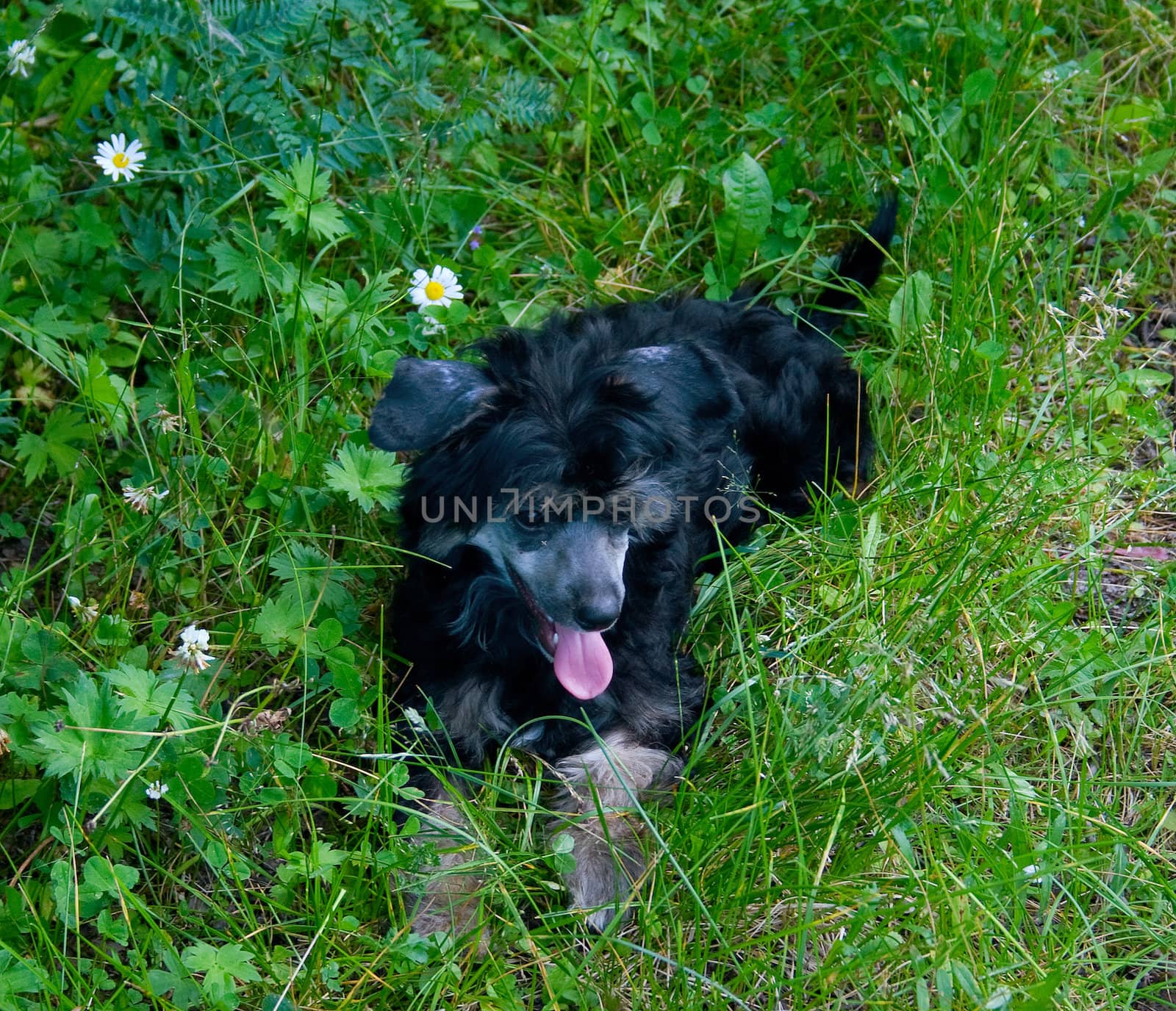 Young black puppy of breed Chinese Crested Dog (powderpuff) on green grass