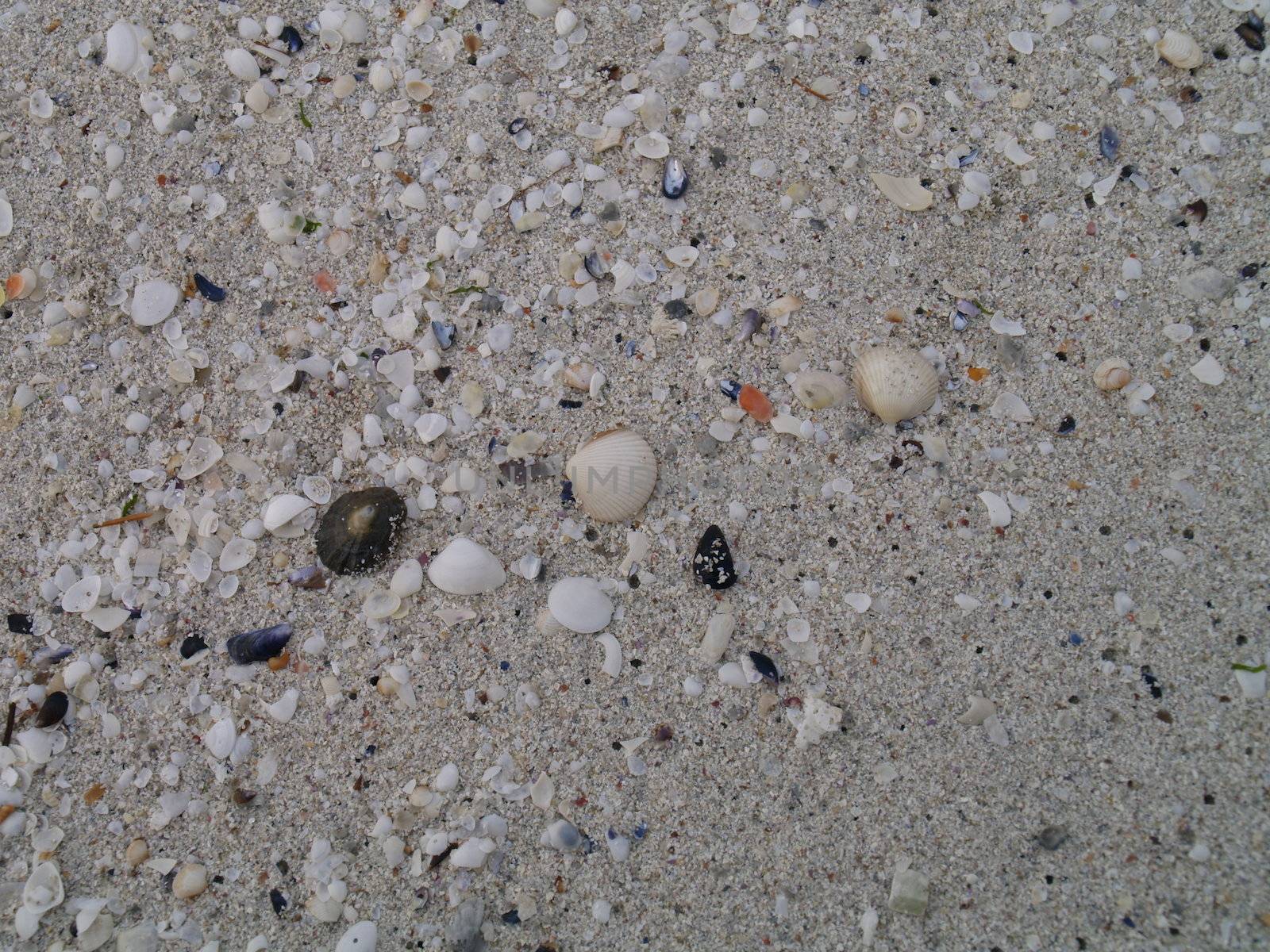 shells in the sand